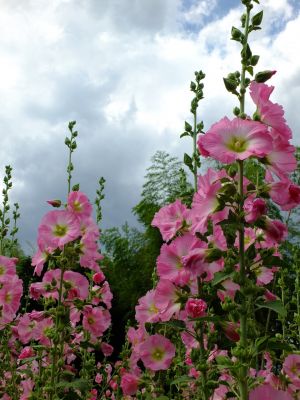 荏田南町（タチアオイ）
