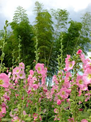 荏田南町（タチアオイ）
