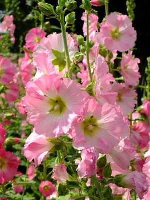 荏田南町（タチアオイ）
