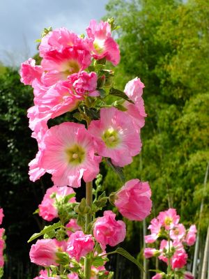 荏田南町（タチアオイ）
