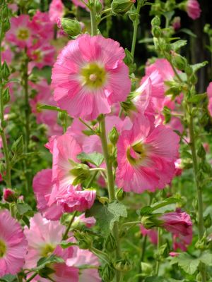 荏田南町（タチアオイ）
