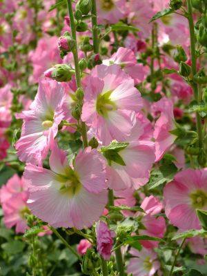荏田南町（タチアオイ）
