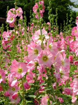 荏田南町（タチアオイ）
