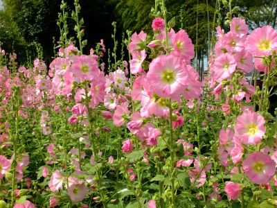 荏田南町（タチアオイ）
