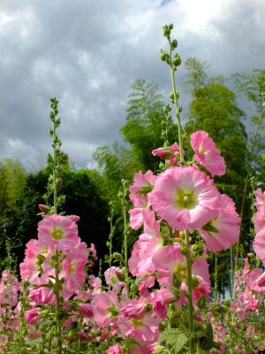 荏田南町（タチアオイ）
