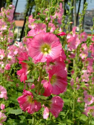 荏田南町（タチアオイ）
