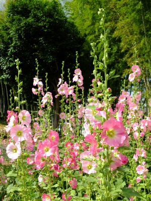 荏田南町（タチアオイ）
