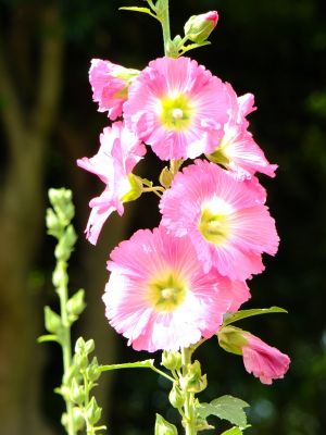 荏田南町（タチアオイ）
