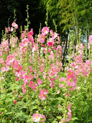 荏田南町（タチアオイ）
