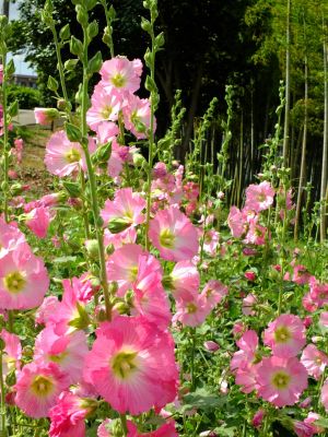 荏田南町（タチアオイ）

