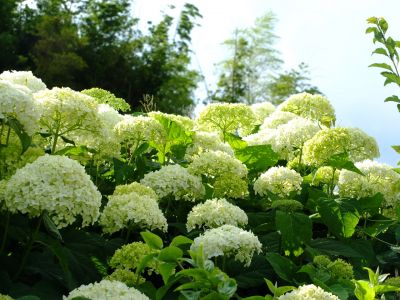 荏田南町（あじさい）
