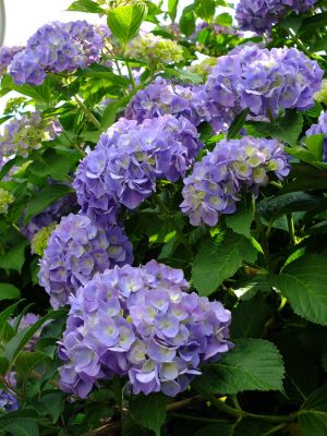 荏田南町（あじさい）
