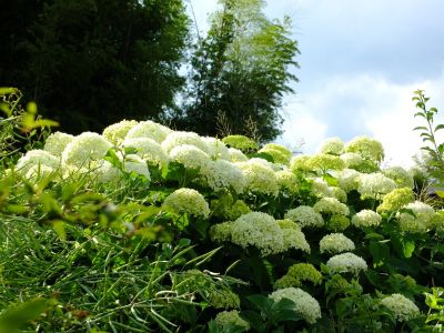 荏田南町（あじさい）
