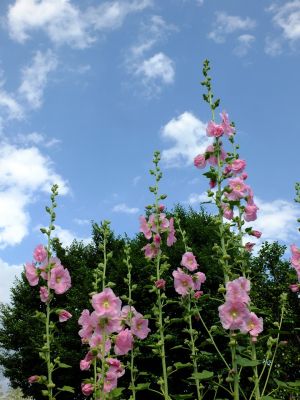 荏田南町（タチアオイ）
