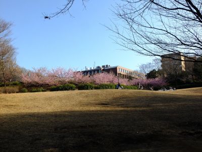 河津桜（茅ヶ崎公園）
