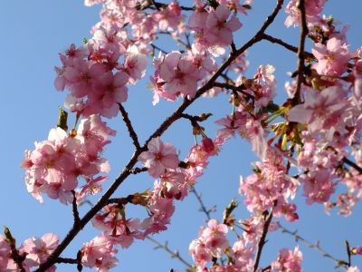 河津桜（茅ヶ崎公園）
