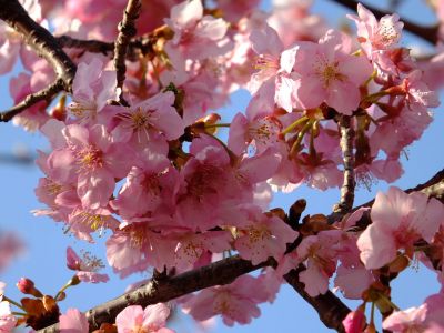 河津桜（茅ヶ崎公園）
