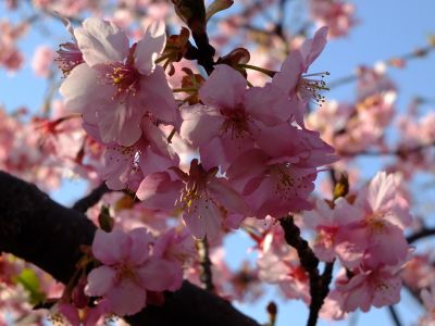 河津桜（茅ヶ崎公園）

