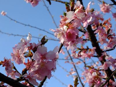 河津桜（茅ヶ崎公園）
