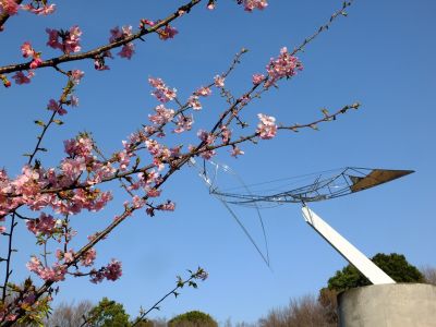 河津桜（茅ヶ崎公園）
