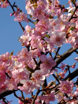 河津桜（茅ヶ崎公園）

