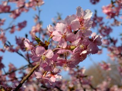 河津桜（茅ヶ崎公園）
