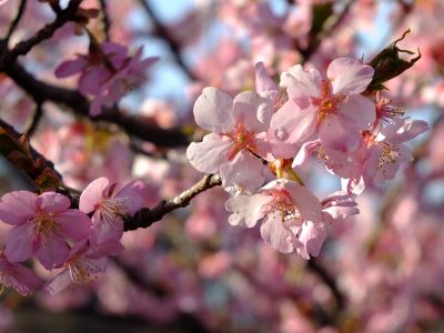 河津桜（茅ヶ崎公園）
