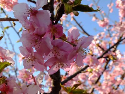 河津桜（茅ヶ崎公園）
