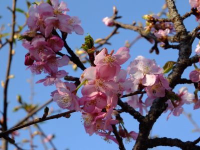 河津桜（茅ヶ崎公園）
