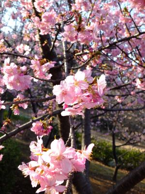 河津桜（茅ヶ崎公園）

