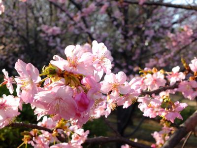 河津桜（茅ヶ崎公園）
