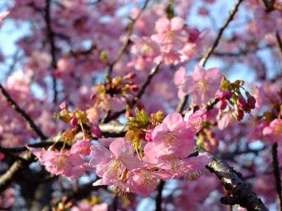 河津桜（茅ヶ崎公園）
