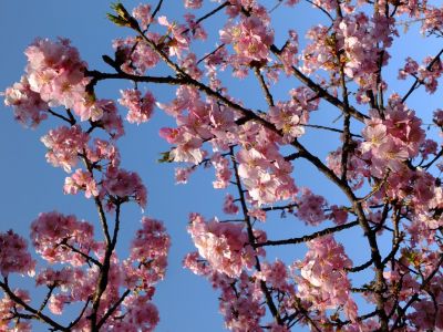 河津桜（茅ヶ崎公園）
