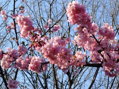 河津桜（茅ヶ崎公園）
