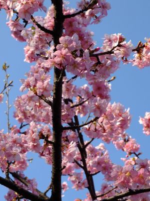 河津桜（茅ヶ崎公園）
