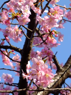 河津桜（茅ヶ崎公園）
