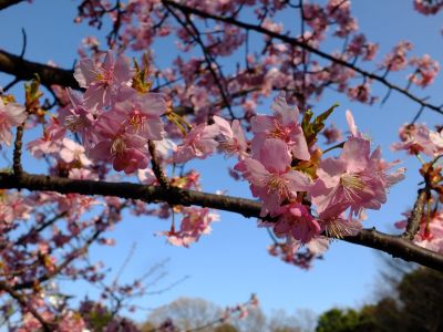 河津桜（茅ヶ崎公園）
