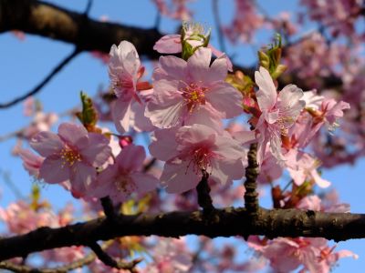 河津桜（茅ヶ崎公園）
