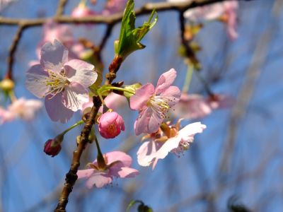 河津桜（茅ヶ崎公園）
