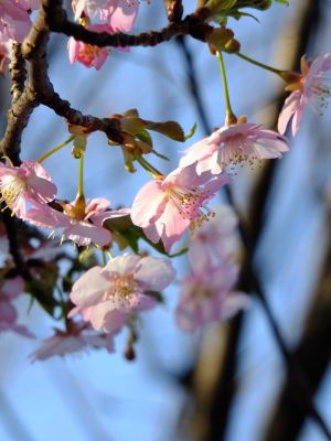 河津桜（茅ヶ崎公園）
