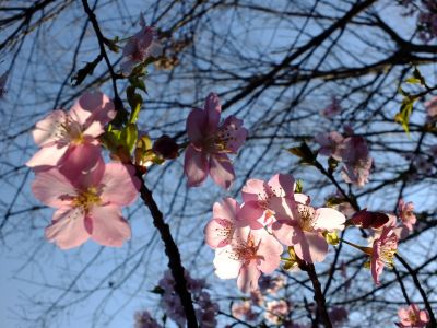 河津桜（茅ヶ崎公園）
