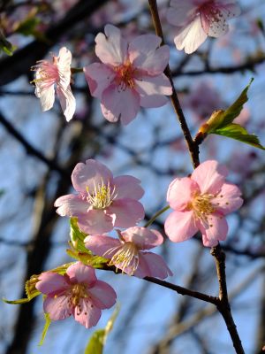 河津桜（茅ヶ崎公園）
