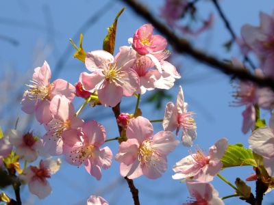 河津桜（茅ヶ崎公園）
