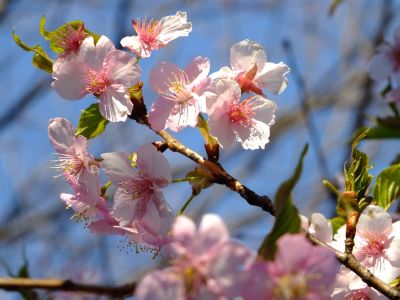 河津桜（茅ヶ崎公園）
