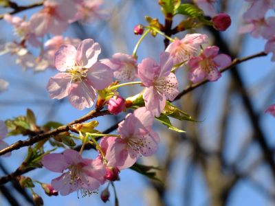 河津桜（茅ヶ崎公園）
