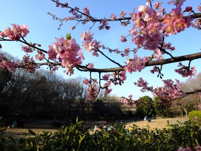 河津桜（茅ヶ崎公園）
