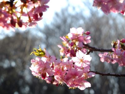 河津桜（茅ヶ崎公園）
