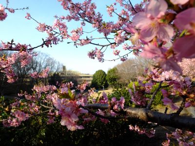 河津桜（茅ヶ崎公園）
