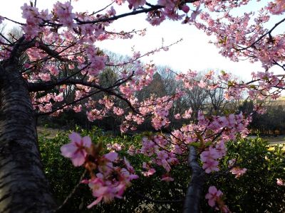 河津桜（茅ヶ崎公園）
