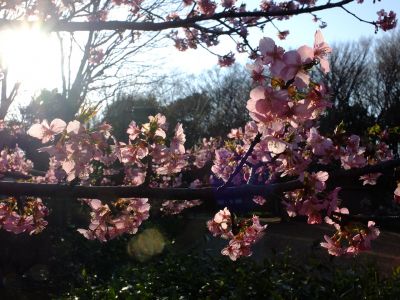 河津桜（茅ヶ崎公園）
